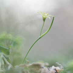 Beautiful yellow star-of-Bethlehem flower blooming on a forest ground in spring. Spring flowers in natural habitat.