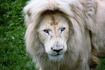Male white Lion in a zoo
