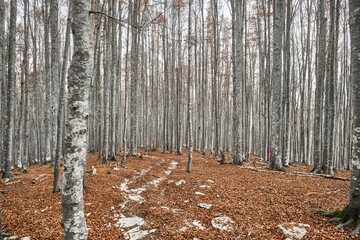 Escursione in una foresta di faggi in autunno