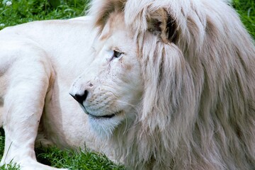 Male white Lion in a zoo