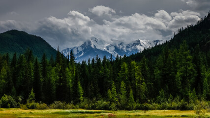 landscape with trees and snow mountains