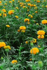 Obraz premium yellow flowers in the garden
