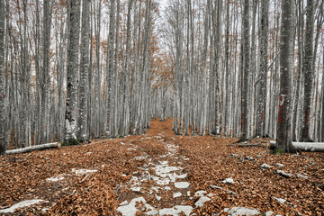 Escursione in una foresta di faggi in autunno