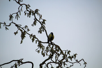 a great tit in the winter garden