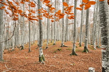 Escursione in una foresta di faggi in autunno
