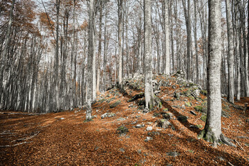 Escursione in una foresta di faggi in autunno