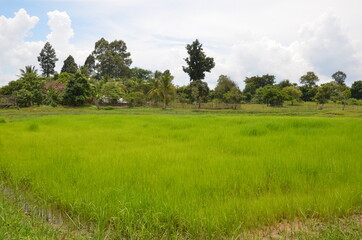 Obraz premium RIZIÈRE RÉGION D'ANGKOR