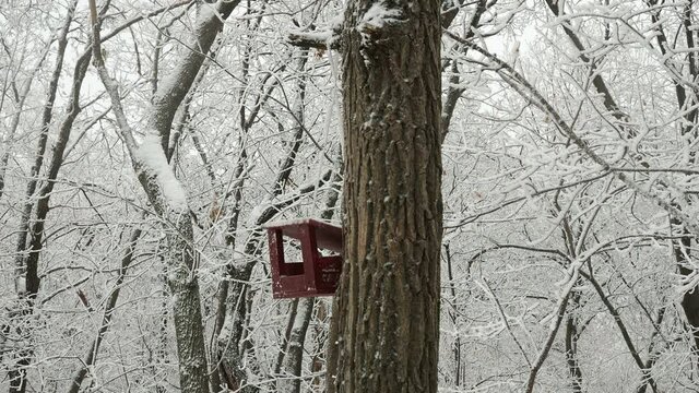 nuthatch takes a grain from the feeder and flies away