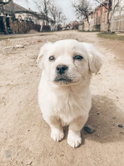 golden retriever puppy