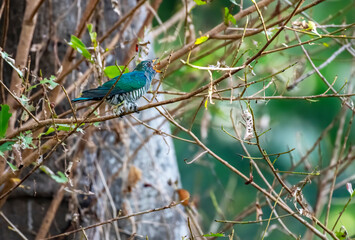 Male Asian emerald cuckoo eating prey, Thailand