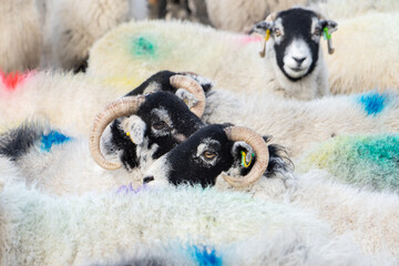 Swaledale ewes with colourful wool markings