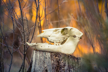 A scary animal skull in the spring forest. Deer sceleton on forest floor. Circle of life. Woodland scenery of Northern Europe.