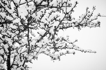 tree branches covered with snow black and white background