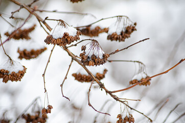 decorative shrubs covered with snow the beauty of nature