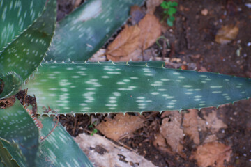 Aloe 