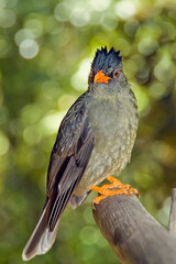 A bird with a gray-beige plumage, a bright orange beak sits on a branch, holding on with bright orange paws.