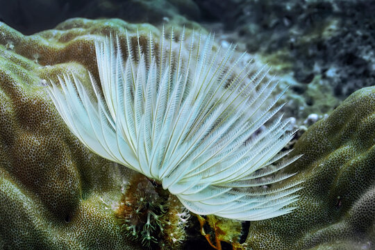An elegant white fan-shaped sea worm on a coral reef. Philippines.