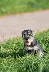 miniature schnauzer puppy on the lawn