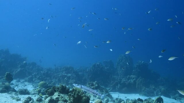 Barracuda in turquoise water of coral reef in Caribbean Sea, Curacao