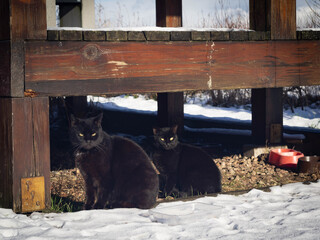 Homeless beautiful black cats sitting in the snow awaiting feeding