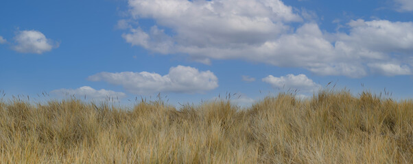 einfaches Panorama von Gräsern. Gras vor blauem Himmel mit weißen Wolken als Banner