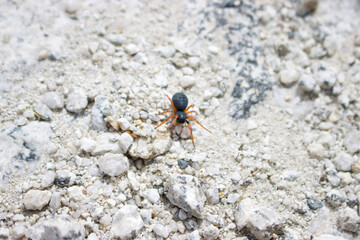 Araña negra con naranja en camino a la montaña.