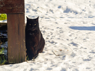Homeless beautiful black cats sitting in the snow awaiting feeding