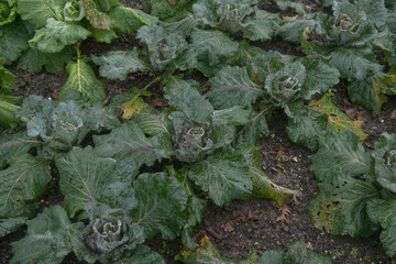 Frost on a Crop of Home Grown Organic Winter Cabbage Plants (Brassica oleracea 'Noelle') Growing on an Allotment in a Vegetable Garden in Rural Devon, England, UK