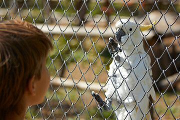 parrot on zoo
