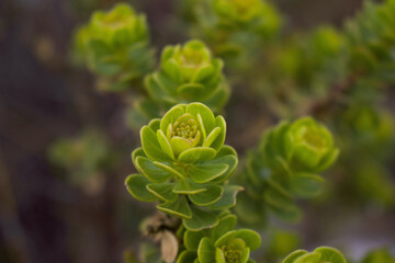 Planta verde en caminata por la sierra.