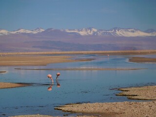 flamants roses dans le d&eacute;sert d'Atacama au Chili