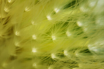close up of Dandelion with green color and shallow focus