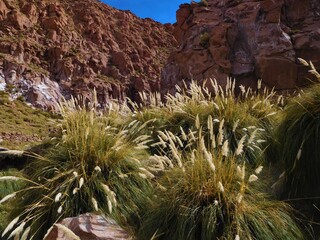 Une v&eacute;g&eacute;tation luxuriante dans le d&eacute;sert d'Atacama