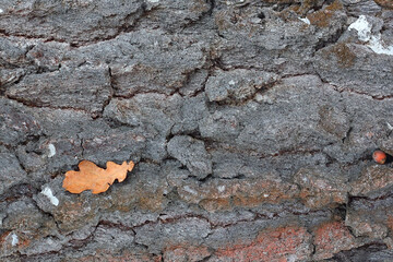 Tree bark close up. Natural wood background.