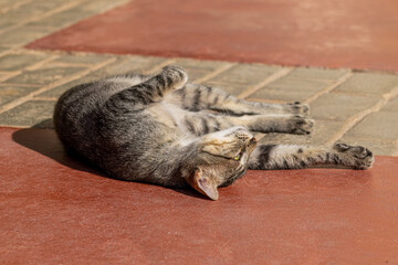 Tabby cat relaxing in the sun
