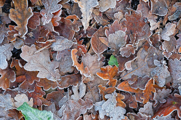 Carpet of frosted fallen leaves in a wood in winter UK