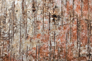 Tree bark close up. Natural wood background.