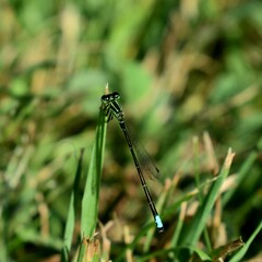damselfly on the grass