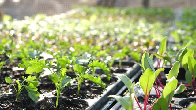 Young plants in nursery tray, Vegetable seedlings, Planting green cos lettuce