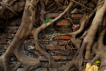 Ancient red brick wall vintage building