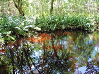 Marais color&eacute; au milieu de la jungle tropicale  &agrave; Celestun dans le Yucatan
