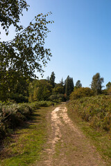 Fototapeta na wymiar Beautiful sandy heathland in Ashdown Forest, East Sussex, England: a sprawling nature area & fictional home of A. A. Milne children's book character, Winnie the Pooh.