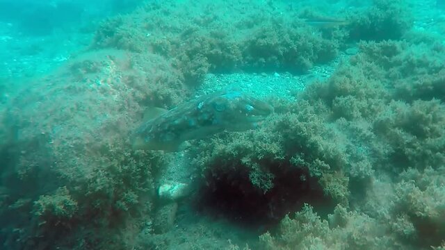 Sepia (jibia) en libertad en el oc&eacute;ano