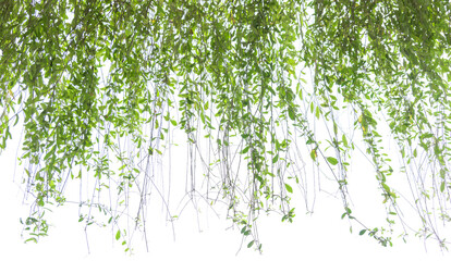 A fresh green leaves background have copy space