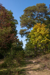 Beautiful sandy heathland in Ashdown Forest, East Sussex, England: a sprawling nature area & fictional home of A. A. Milne children's book character, Winnie the Pooh.