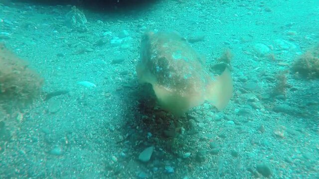 Sepia (jibia) en libertad en el oc&eacute;ano