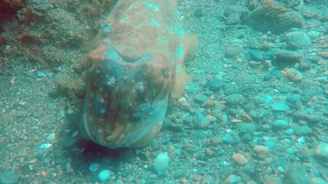 Sepia (jibia) en libertad en el oc&eacute;ano
