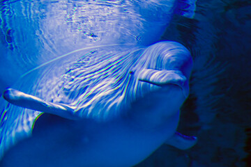 Weluga or white whale in the water