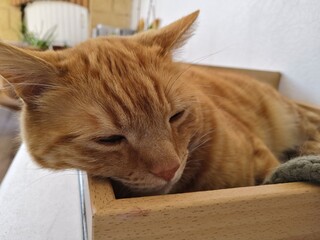 chat