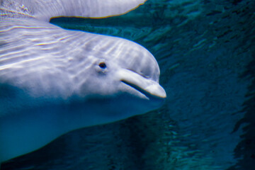 Weluga or white whale in the water